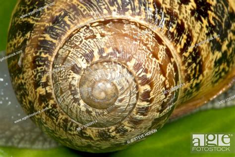  Helix aspersa: A Spiral-Shelled Marvel That Thrives on Decay!