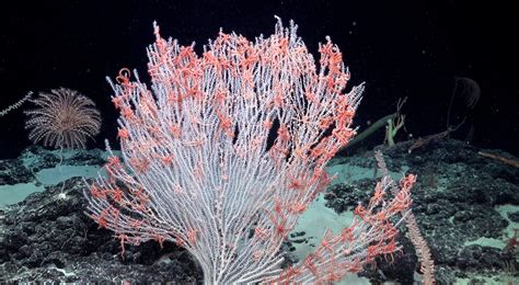  Order! The Underwater Fireworks of Ocean Corals