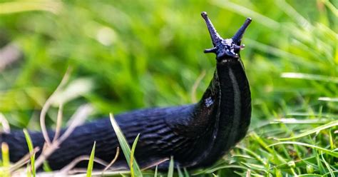  Quaking Bog Slug: Discover the Unexpected Charm of This Gelatinous Gardener