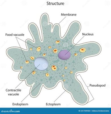 Amoeba! A Single-Celled Organism With Remarkable Adaptability and Ingenious Movement Techniques