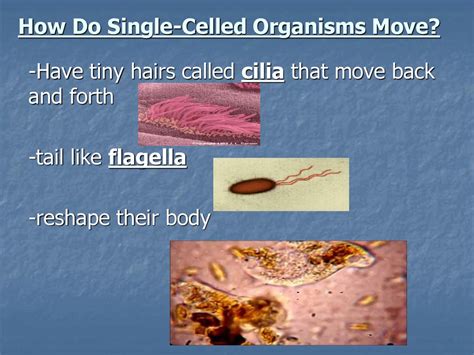  Chaos! A Single-Celled Organism That Can Reshape Itself Like a Gelatinous Blob