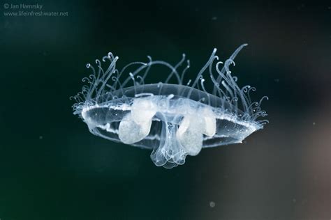  Craspedacusta sowerbyi: An Intriguing Jellyfish That Thrives on Freshwater and Displays Remarkable Bioluminescence