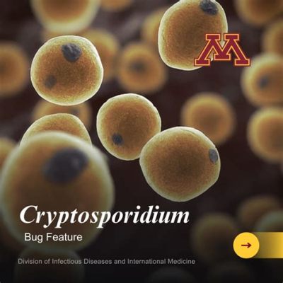  Cryptosporidium!  A Tiny Parasite With a Huge Impact on Human Health