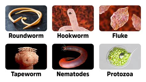   Heterophyes! Parasites That Make You Question What You're Really Eating