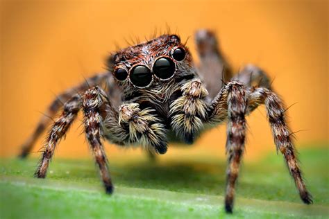  Jumping Spider หรือ แมงมุมกระโดด - ผู้ล่าจิ๋วที่รวดเร็วและชาญฉลาด!