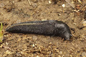  Limax: A Slimy Slug That Thrives on Decay and Embraces Transformation!