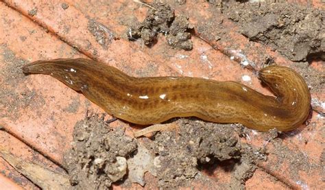  Milne-Edwards Planarian: A Curious Flatworm That Thrives on Regenerated Body Parts!