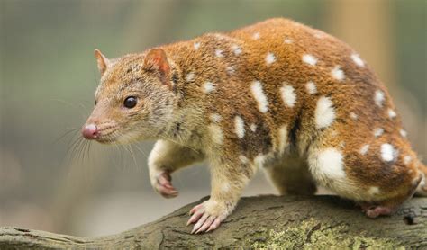  Quoll!  A Tiny Tasmanian Terror With an Enormous Appetite