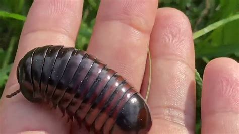  Roly-Poly: A Millipede That Rolls into Balls, Making It Impossible for Predators to Catch Them Easily!