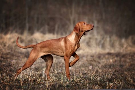  Vizsla! A Noble Hunting Dog That Runs Like the Wind and Has a Heart of Gold