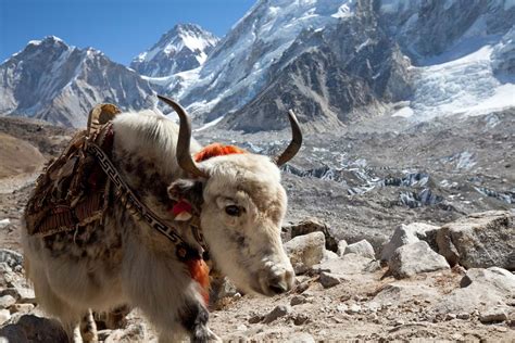  ยัก (Yak) ! สัตว์เลี้ยงลูกด้วยนมขรุขระที่ทนทานต่อสภาพอากาศหนาวจัดและเป็นสัญลักษณ์ของเทือกเขาหิมาลัย