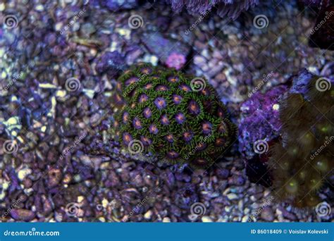  Yellow Fungus Coral: A Colorful Polyp That Doesn't Fear the Deepest Sea Depths!