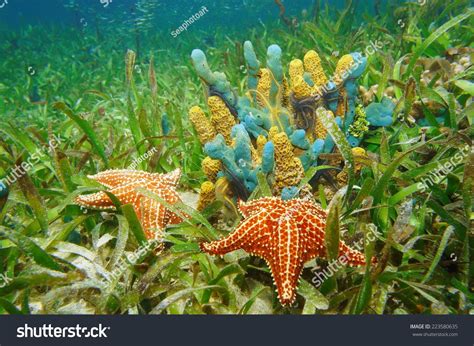  Yellow Sponge: A Colorful Underwater Cushion That Filters Life!