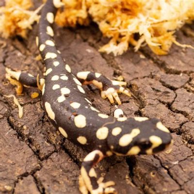  Yellow-spotted Newt: Living Jewels that Gracefully Glide Through Underwater Worlds!